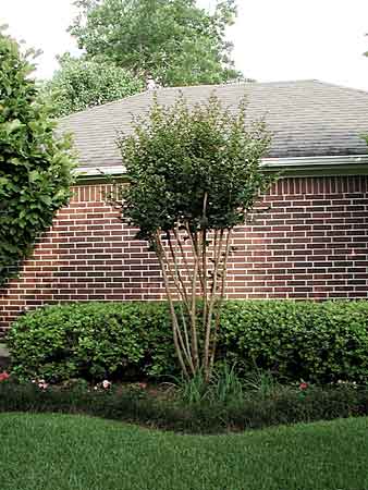 crepe myrtle looks like.